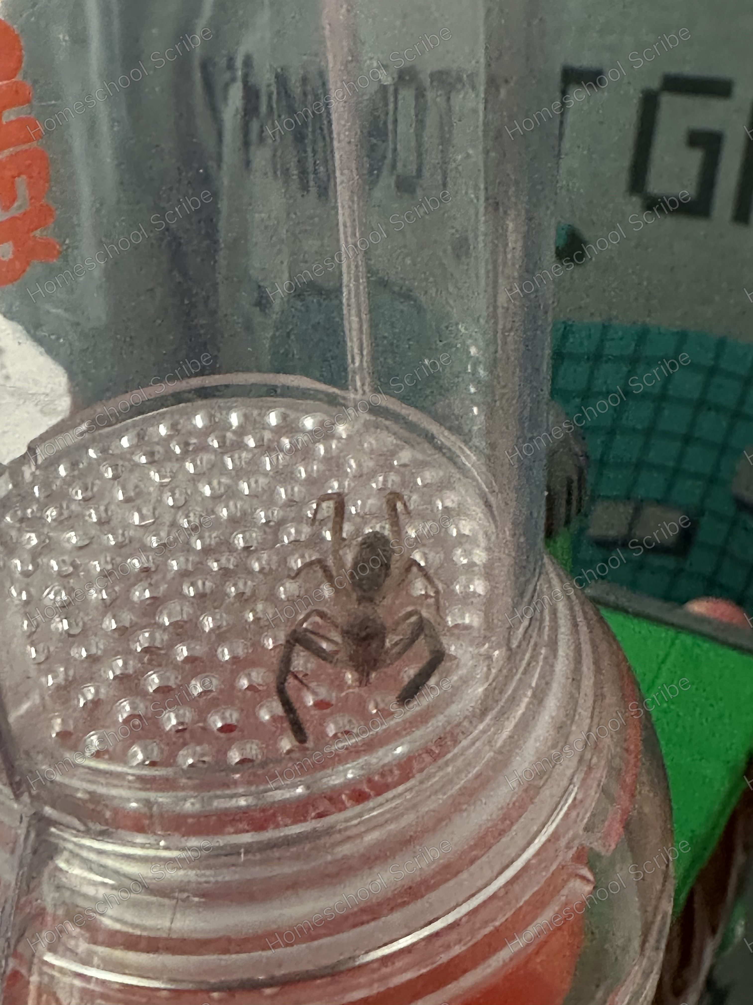 Caught a bug