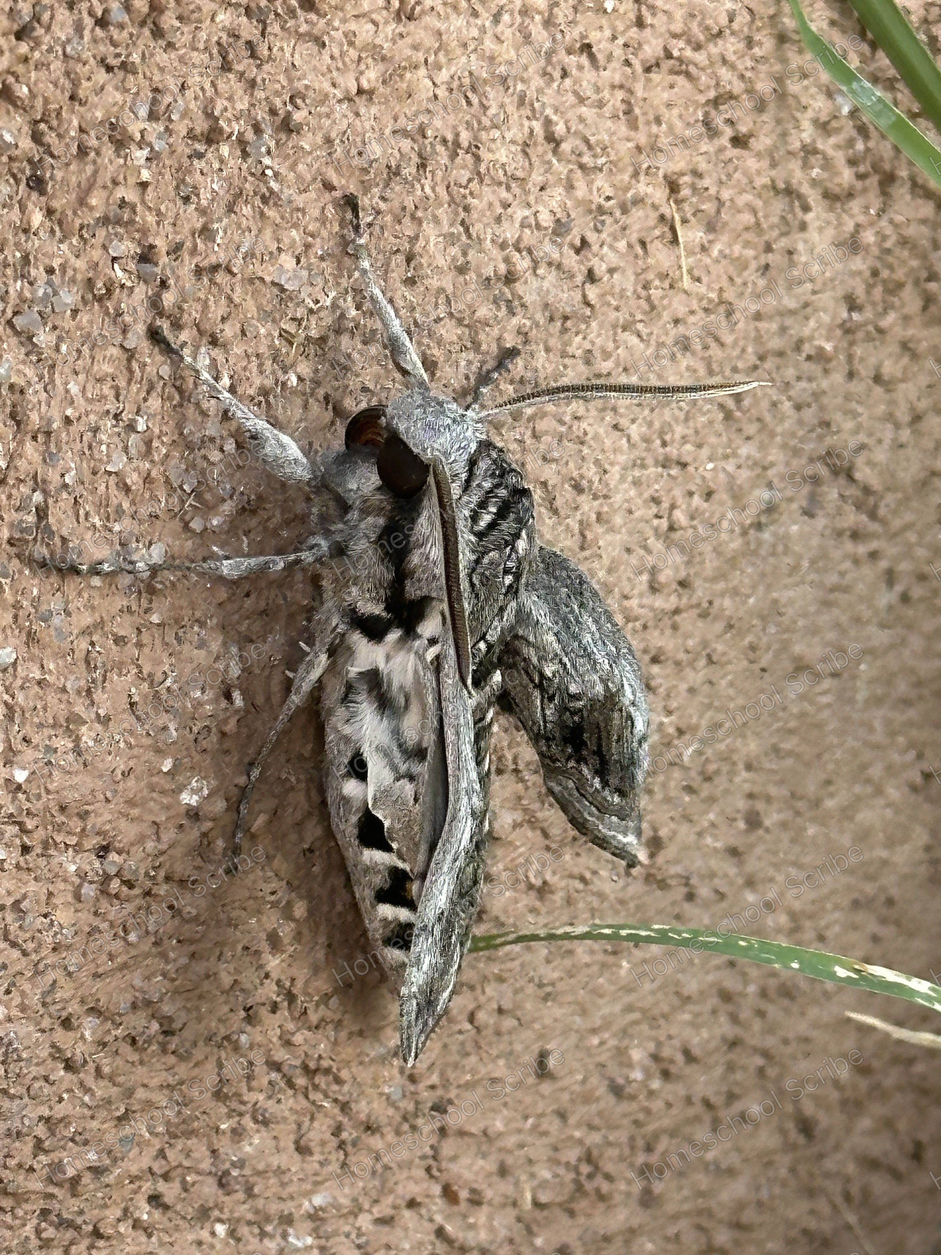 Large Moth NM